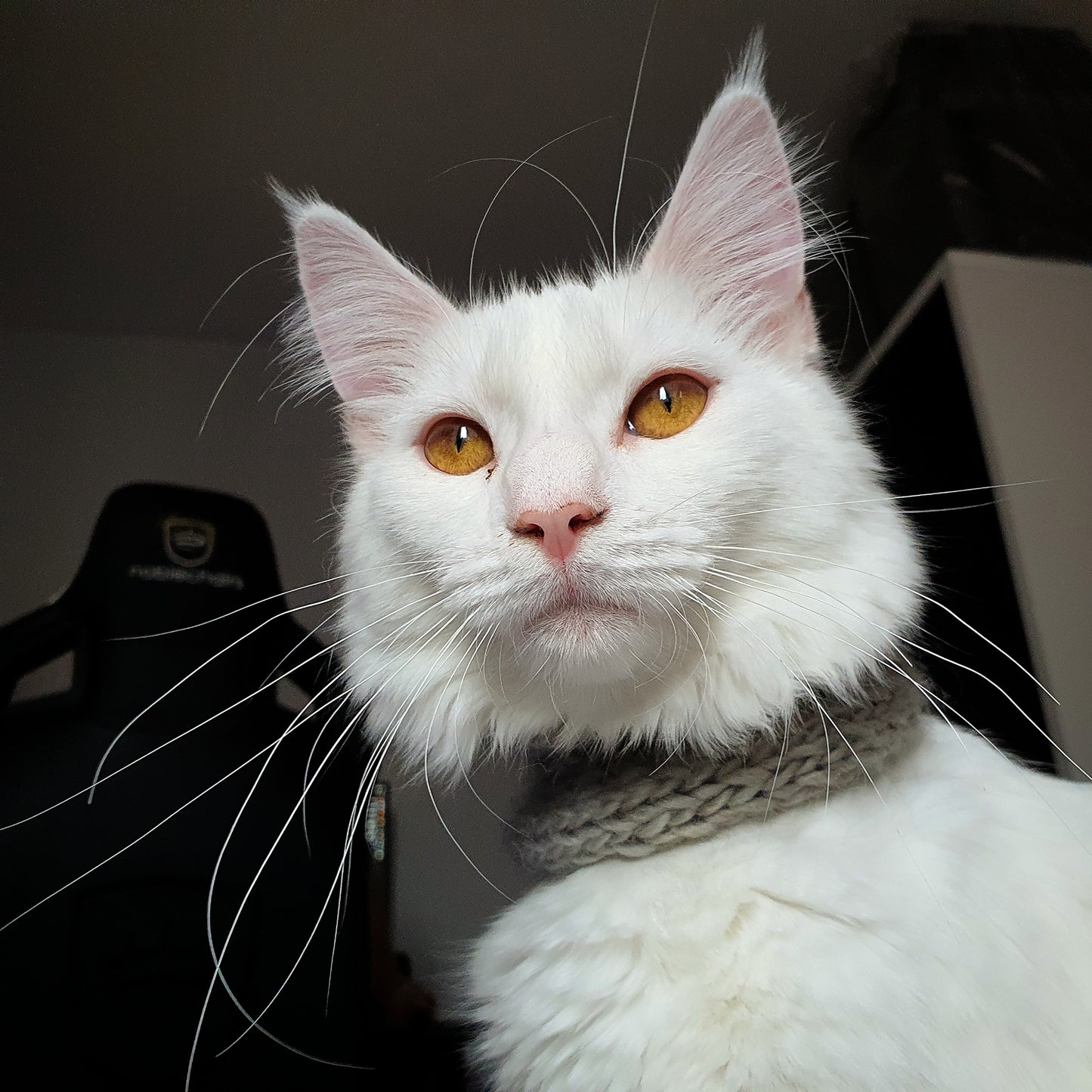 Cat Snood